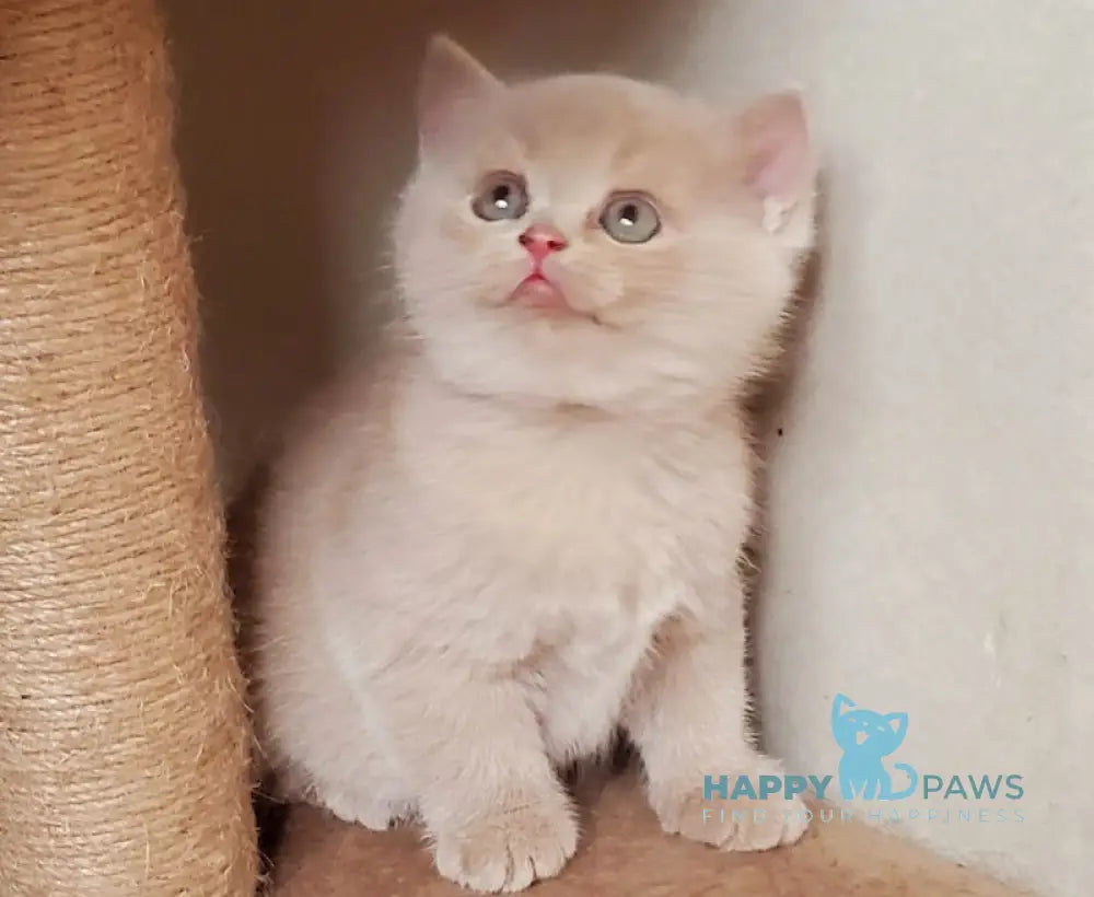 Pomponella British Shorthair female fawn live animals