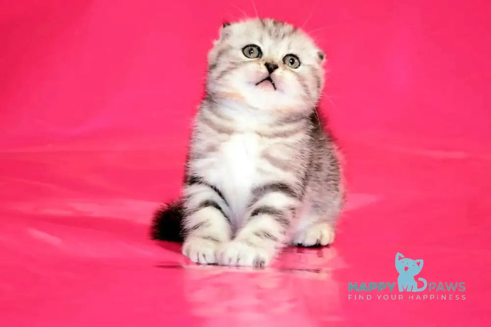 Pona Scottish Fold female black silver tabby live animals