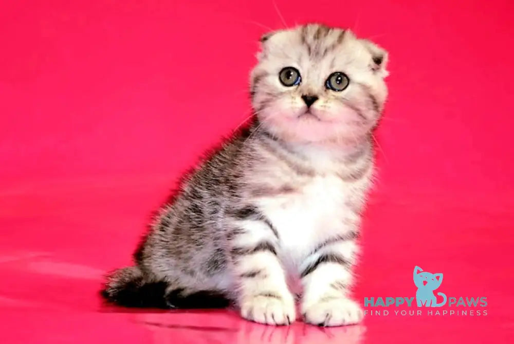 Pona Scottish Fold female black silver tabby live animals