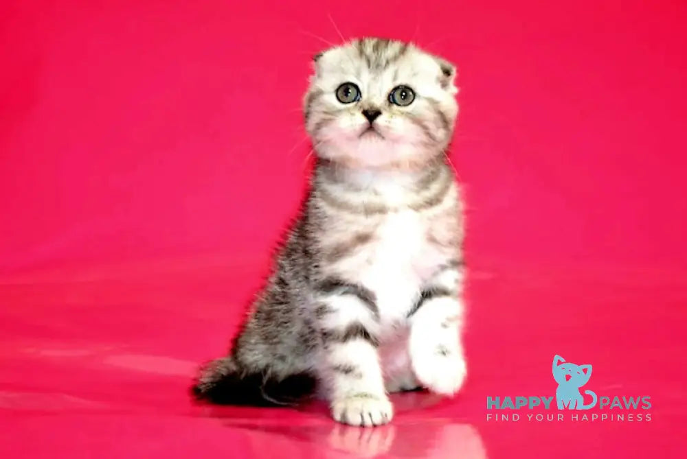 Pona Scottish Fold female black silver tabby live animals