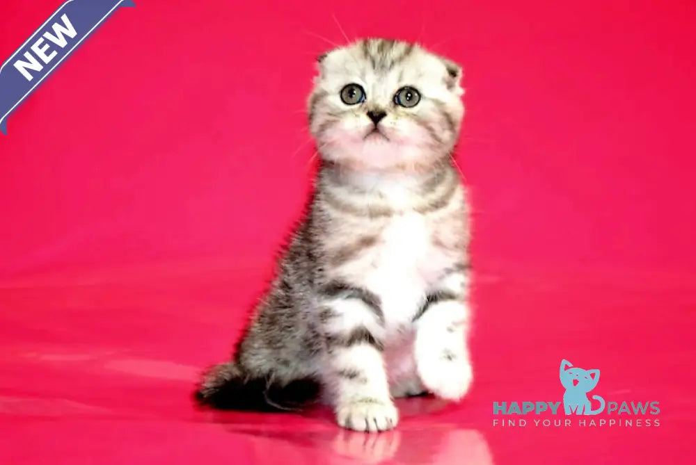 Pona Scottish Fold female black silver tabby live animals