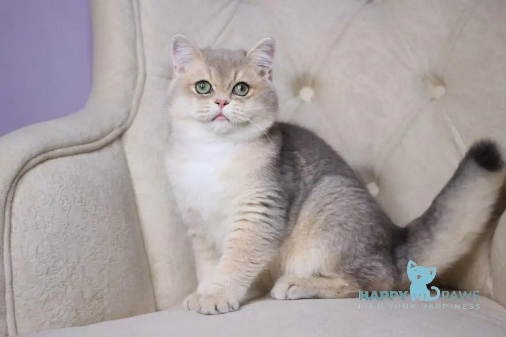 Ponchick British Shorthair male blue golden shaded live animals