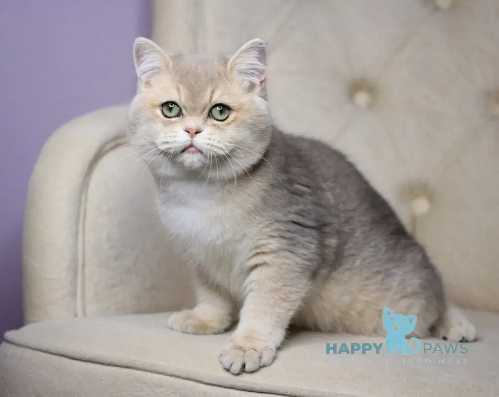 Ponchick British Shorthair male blue golden shaded live animals