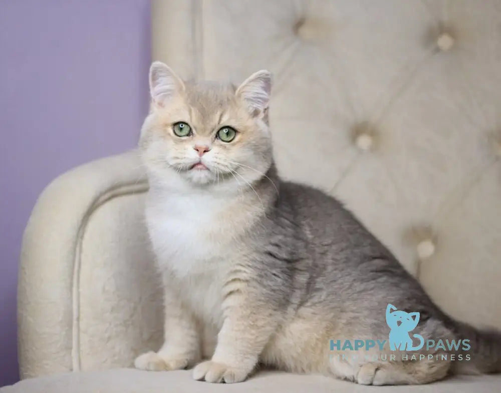 Ponchick British Shorthair male blue golden shaded live animals