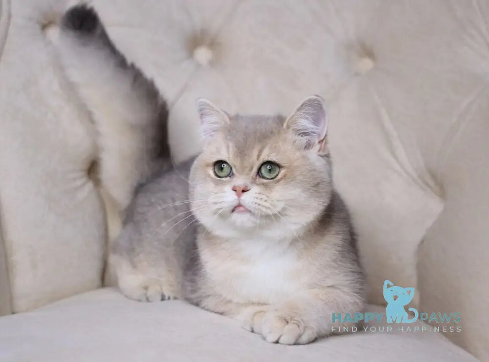 Ponchick British Shorthair male blue golden shaded live animals