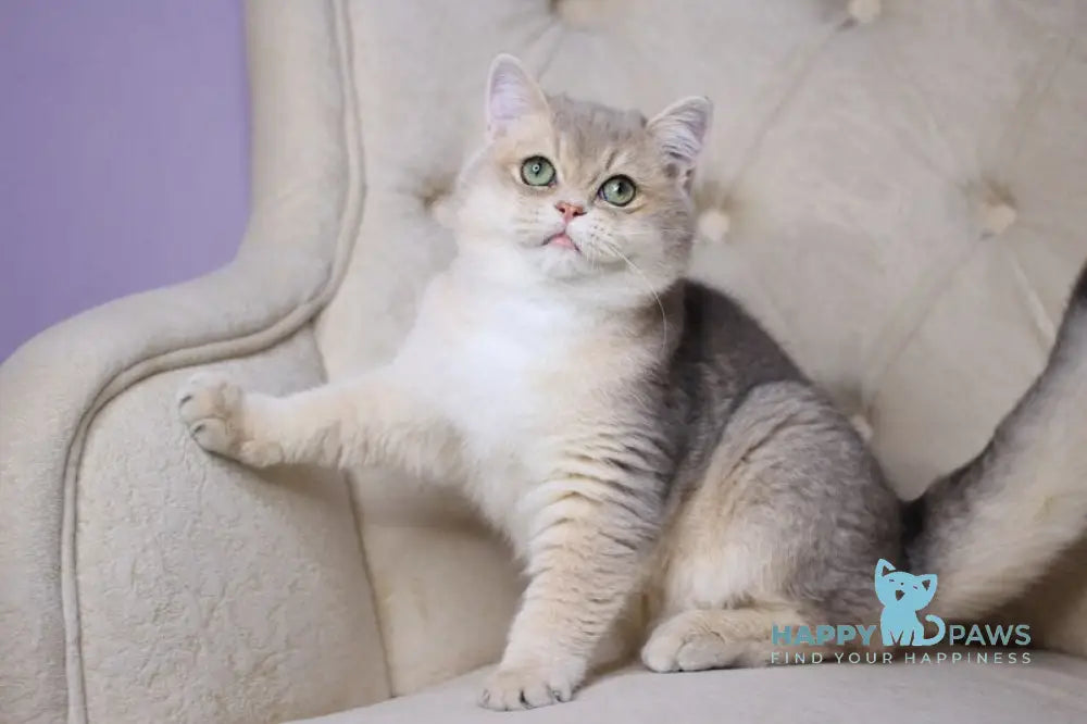 Ponchick British Shorthair male blue golden shaded live animals