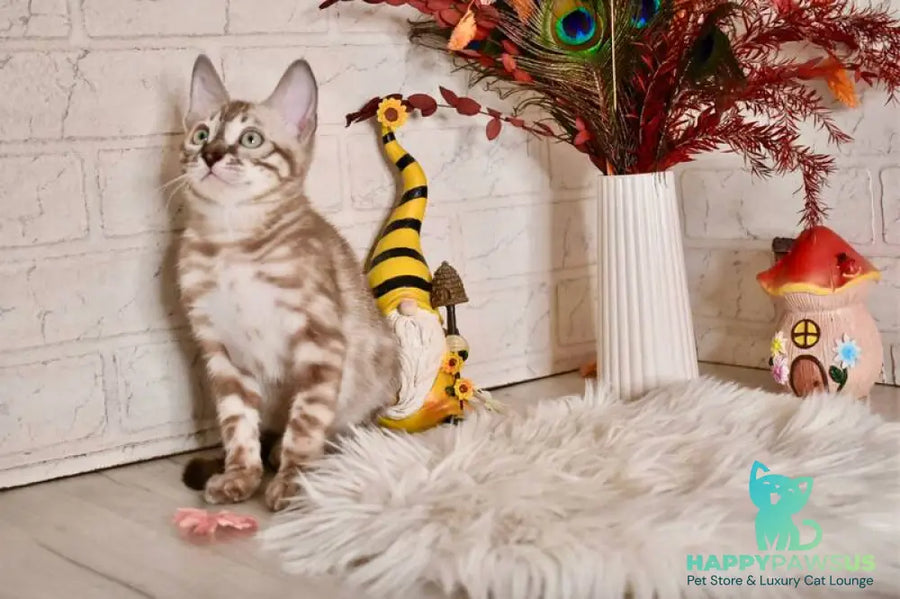 Ponchik Bengal male snow mink charcoal - live animals