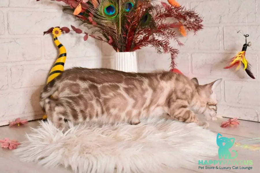 Ponchik Bengal male snow mink charcoal - live animals