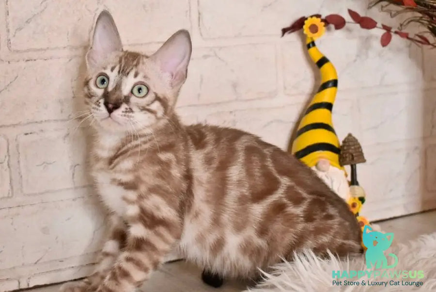 Ponchik Bengal male snow mink charcoal - live animals