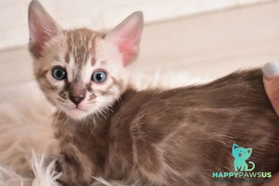 Ponchik Bengal male snow mink charcoal - live animals