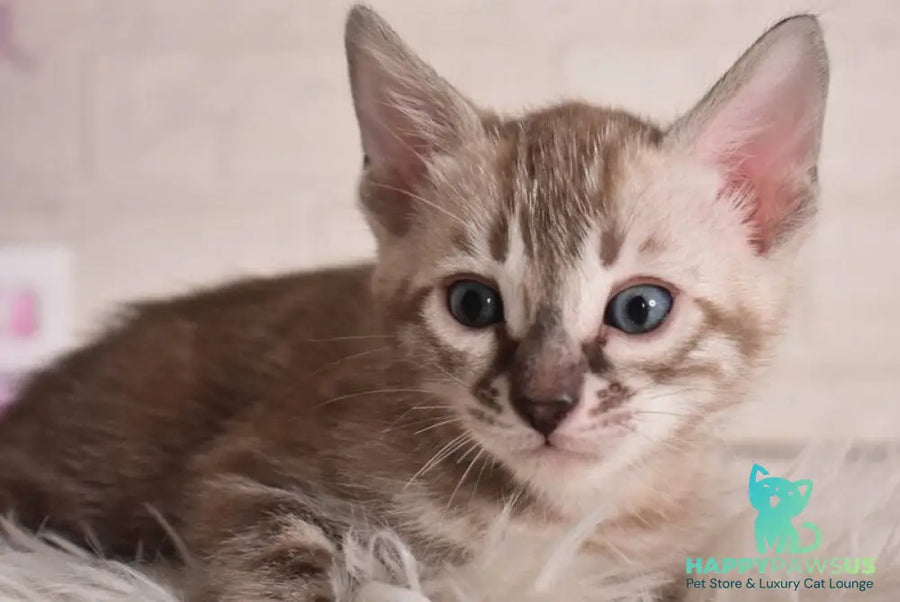 Ponchik Bengal male snow mink charcoal - live animals