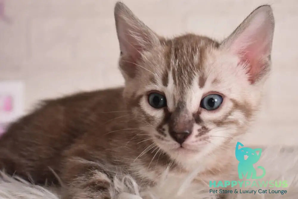 Ponchik Bengal male snow mink charcoal - live animals