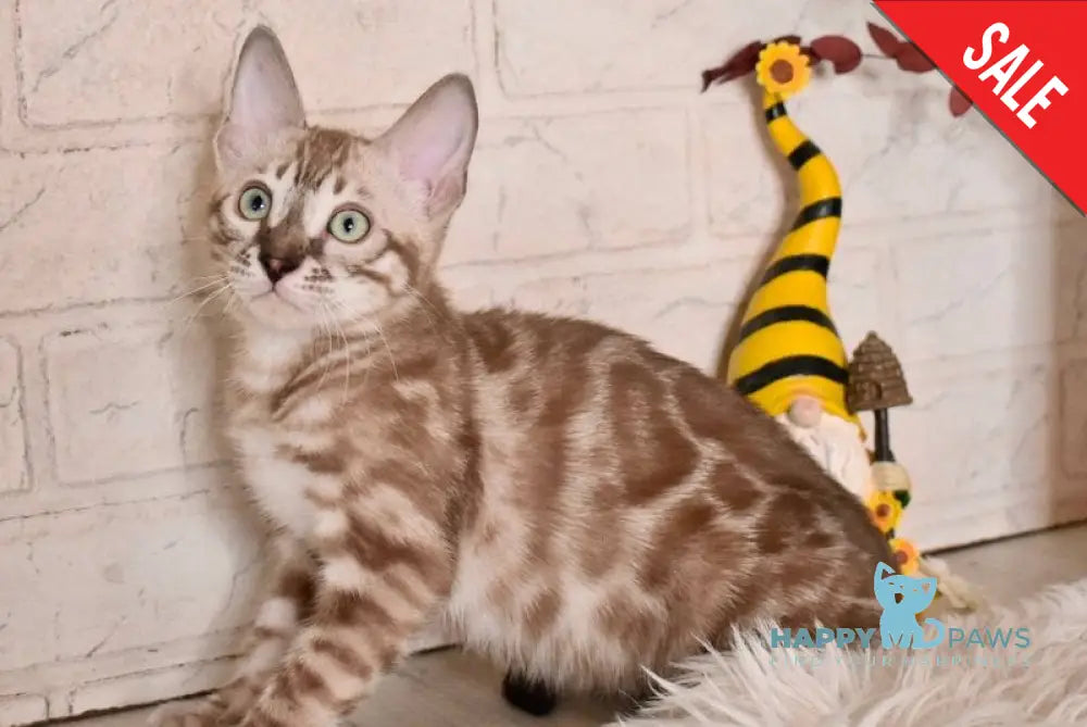 Ponchik Bengal male snow mink charcoal - live animals