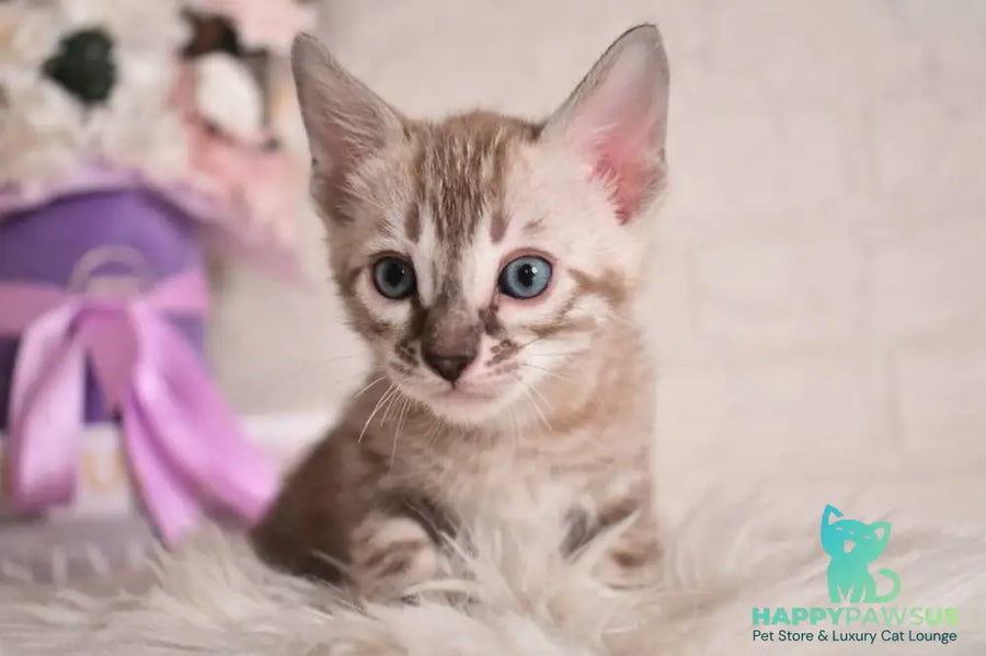 Ponchik Bengal male snow mink charcoal - live animals