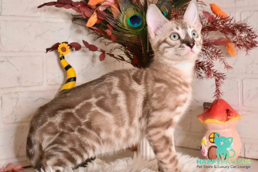 Ponchik Bengal male snow mink charcoal - live animals