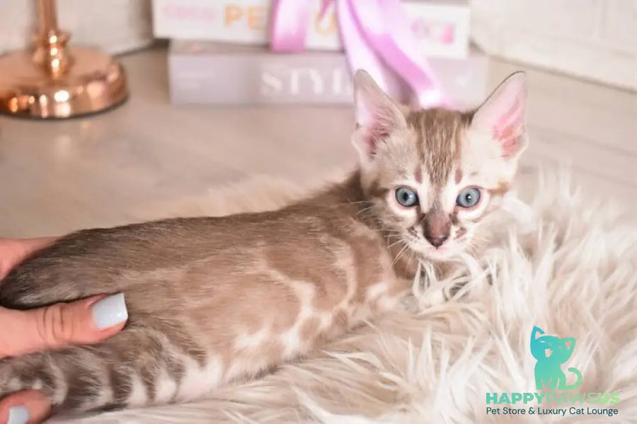 Ponchik Bengal male snow mink charcoal - live animals