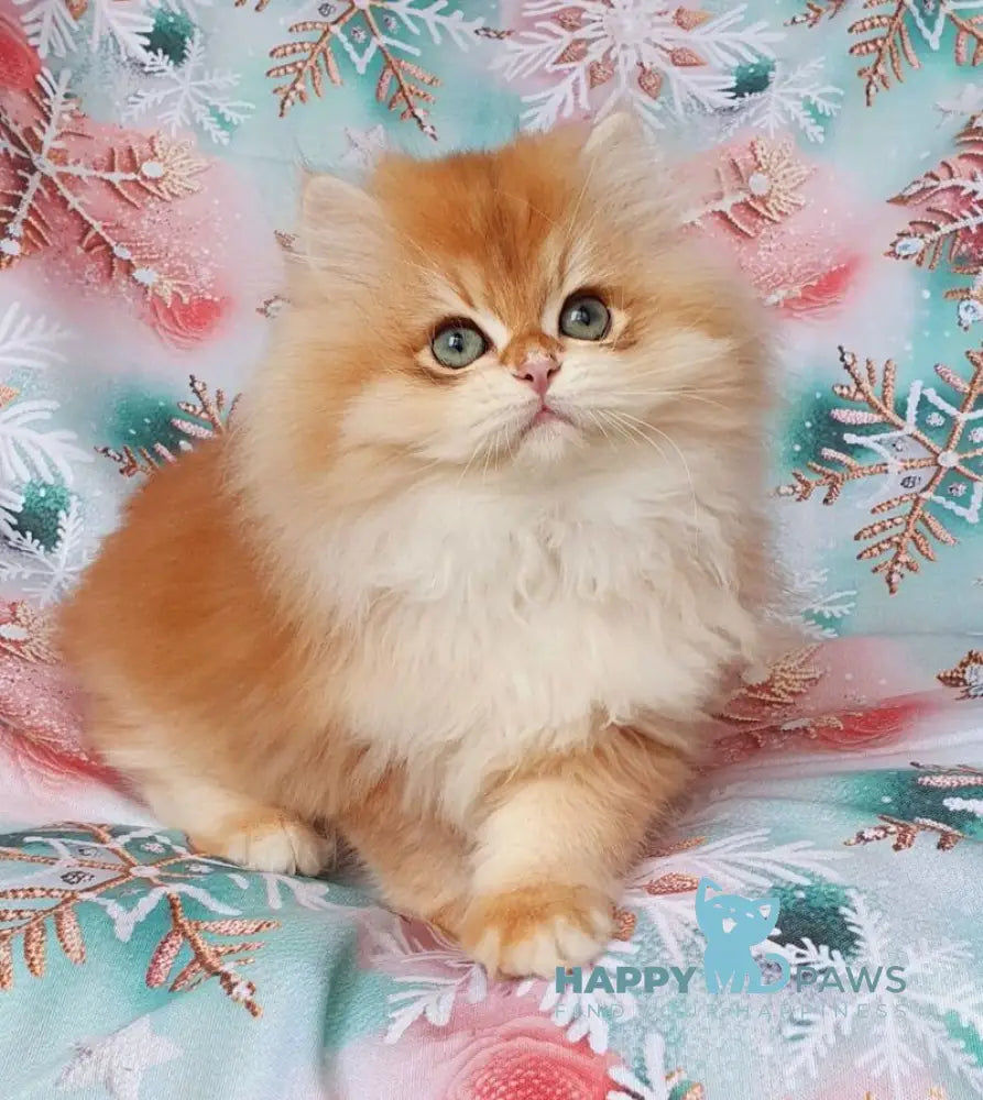 Ponchik British Longhair male black golden chinchilla live animals