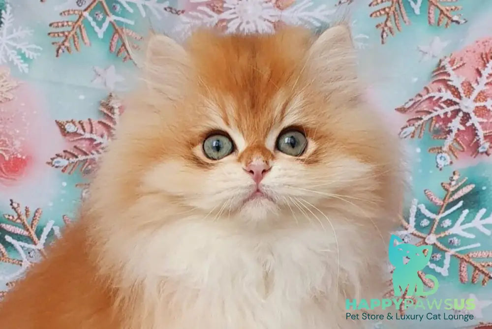 Ponchik British Longhair male black golden chinchilla live animals