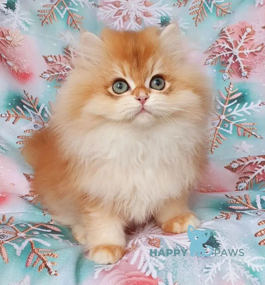 Ponchik British Longhair male black golden chinchilla live animals