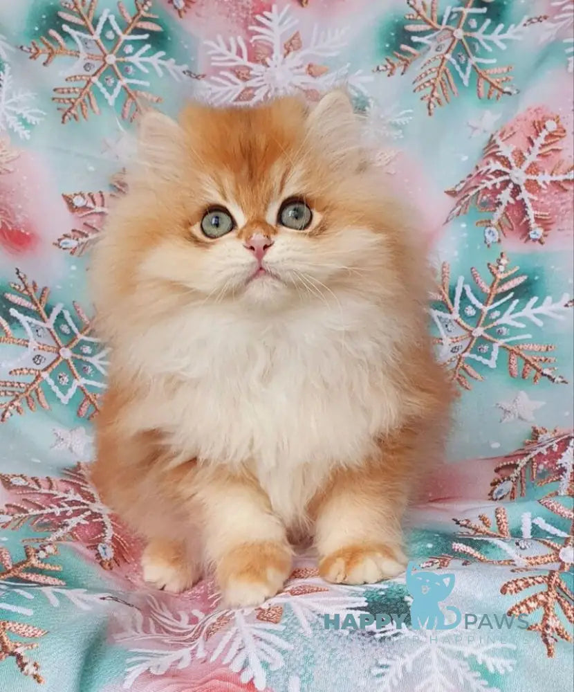 Ponchik British Longhair male black golden chinchilla live animals