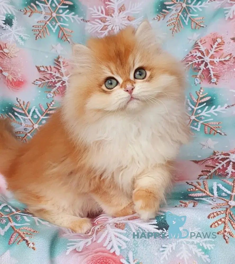 Ponchik British Longhair male black golden chinchilla live animals