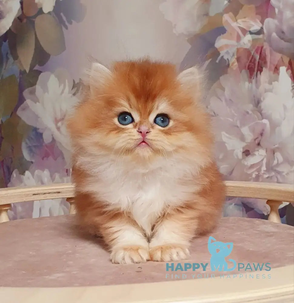 Ponchik British Longhair male black golden chinchilla live animals