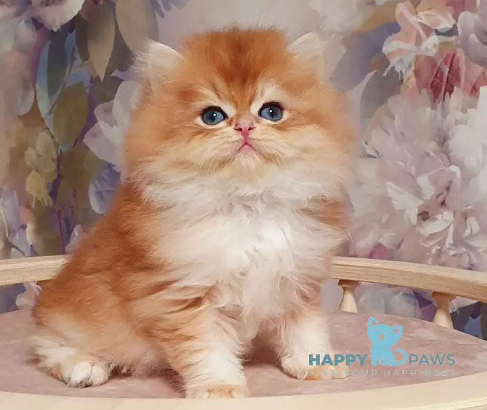 Ponchik British Longhair male black golden chinchilla live animals