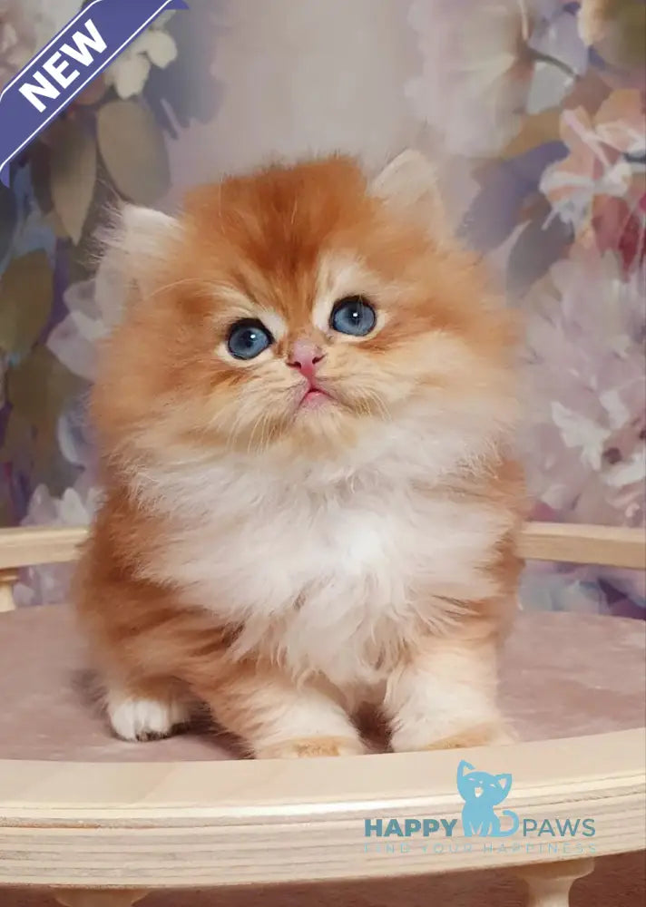 Ponchik British Longhair male black golden chinchilla live animals