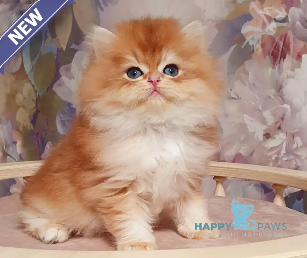 Ponchik British Longhair male black golden chinchilla live animals