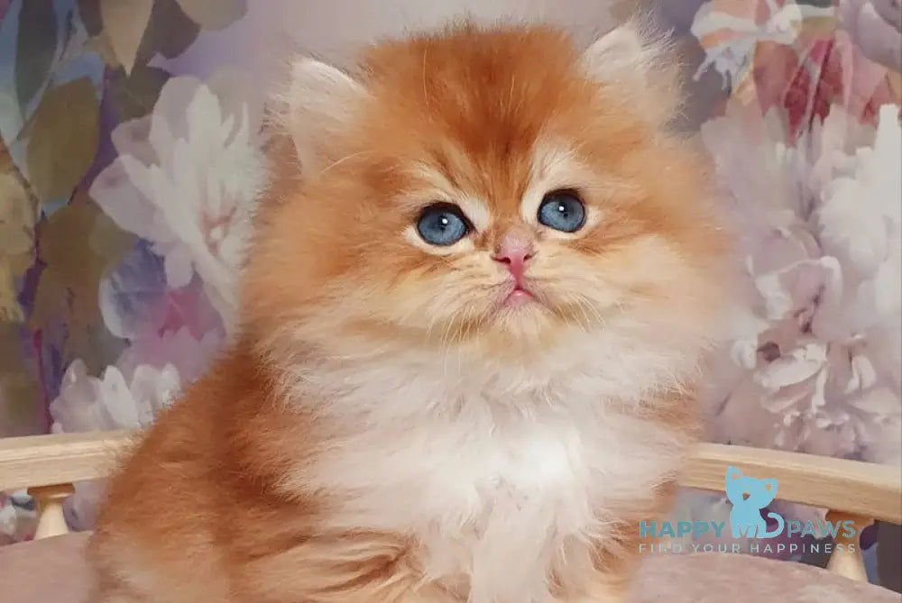 Ponchik British Longhair male black golden chinchilla live animals