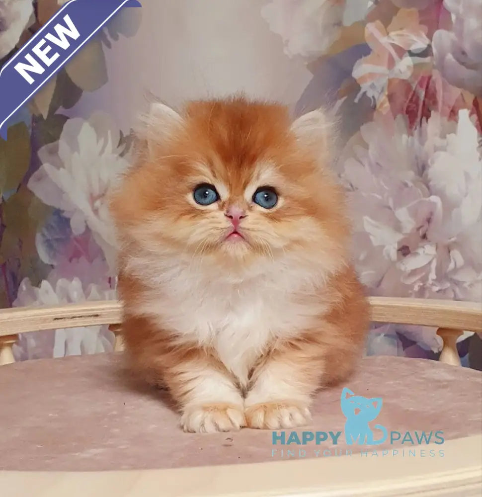 Ponchik British Longhair male black golden chinchilla live animals