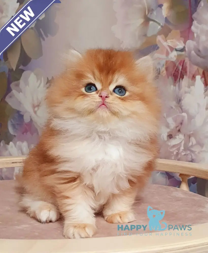 Ponchik British Longhair male black golden chinchilla live animals