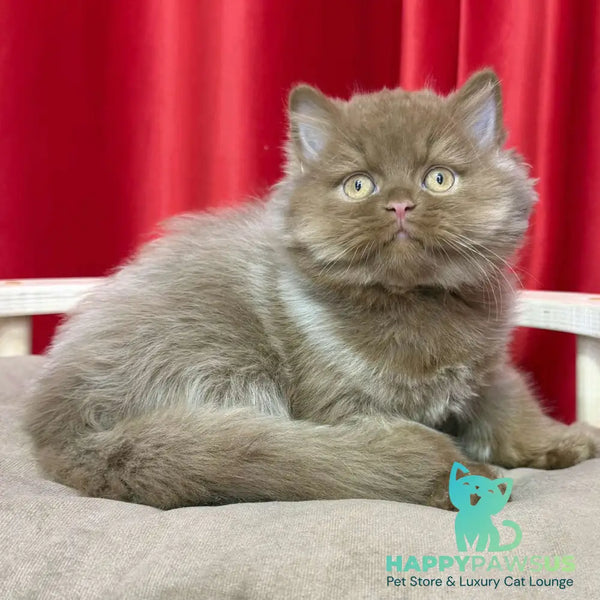 Ponchik British Longhair male cinnamon - live animals
