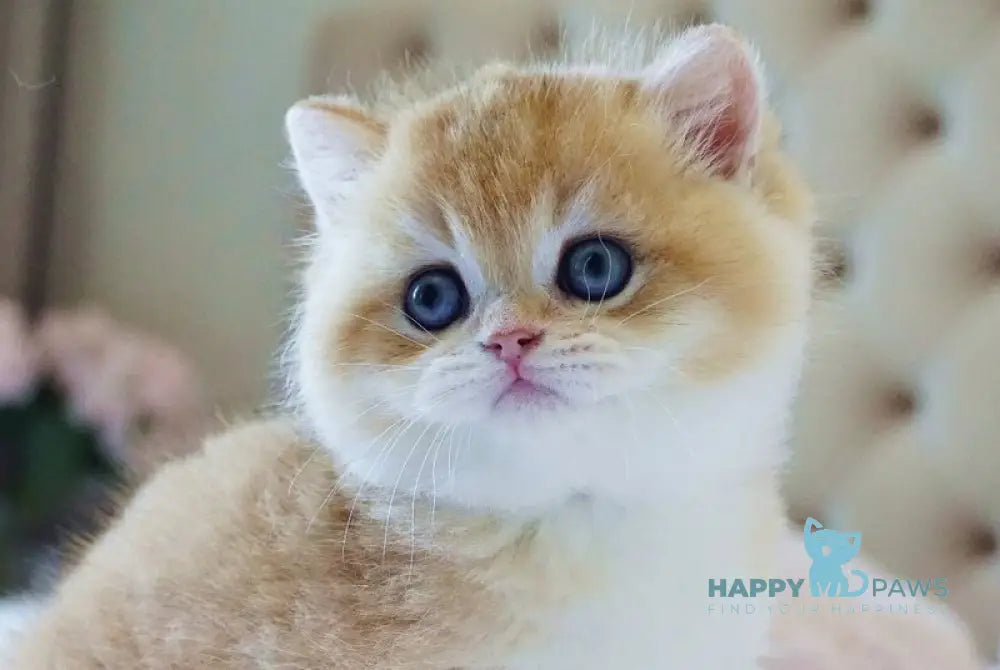 Ponchik British Shorthair male black golden chinchilla live animals