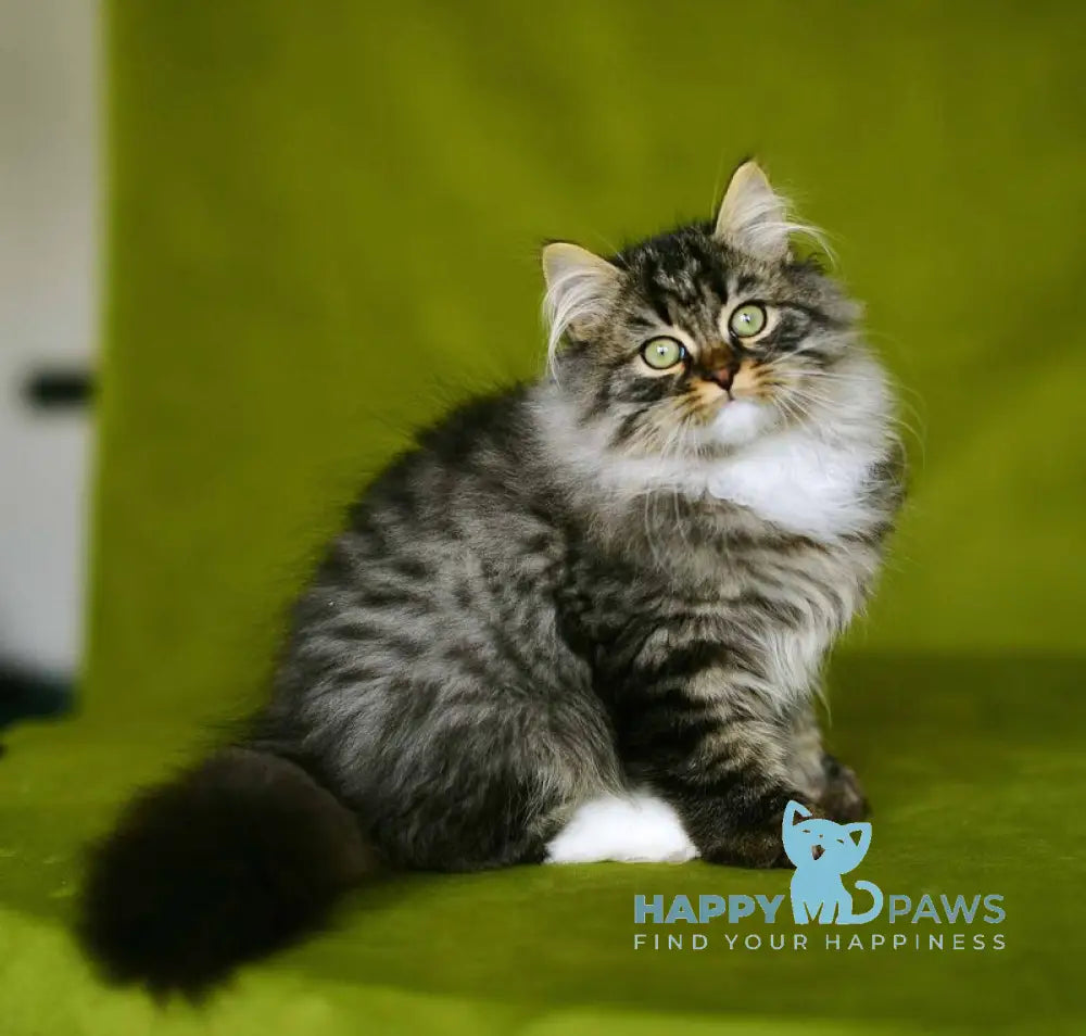 Ponchik Siberian male black spotted tabby with white live animals