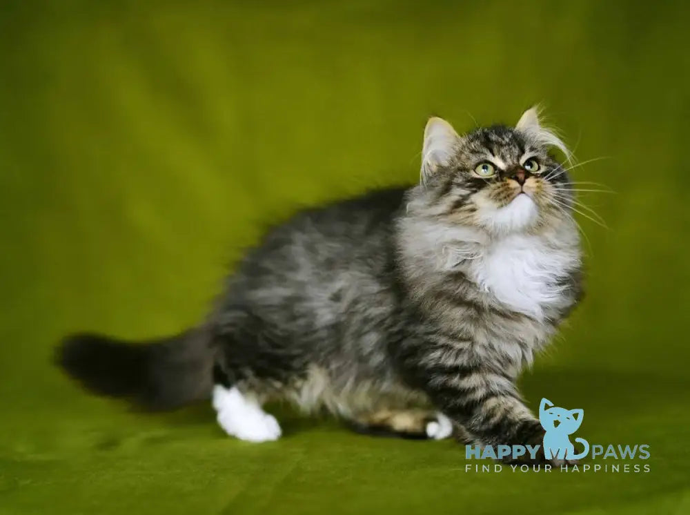 Ponchik Siberian male black spotted tabby with white live animals