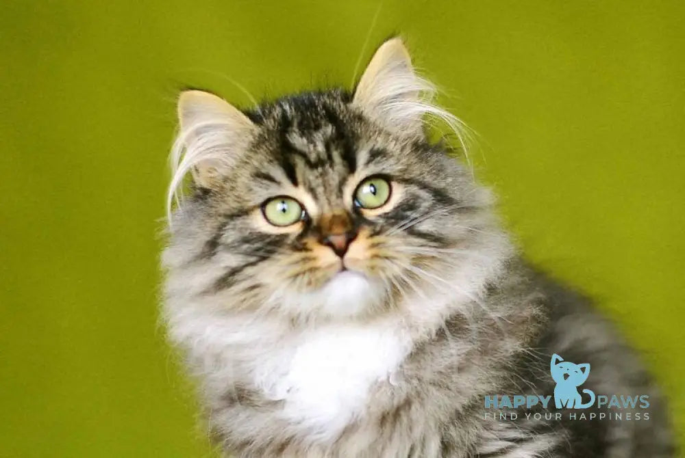 Ponchik Siberian male black spotted tabby with white live animals