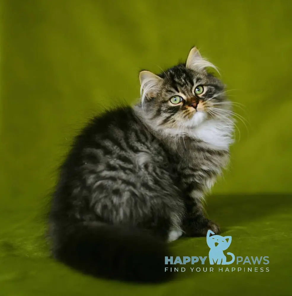 Ponchik Siberian male black spotted tabby with white live animals