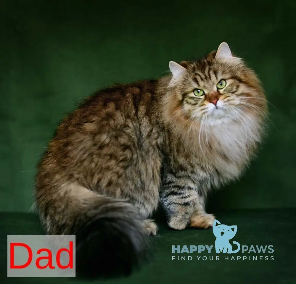 Ponchik Siberian male black spotted tabby with white live animals