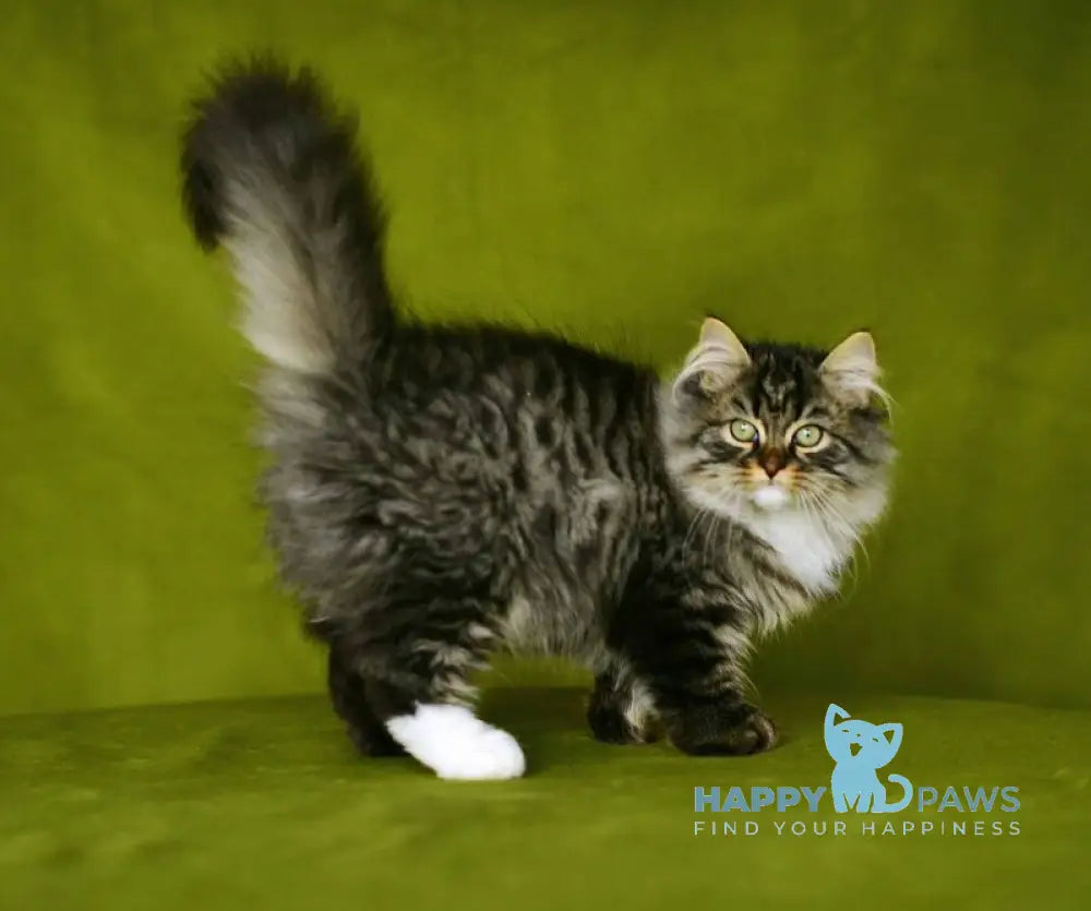 Ponchik Siberian male black spotted tabby with white live animals