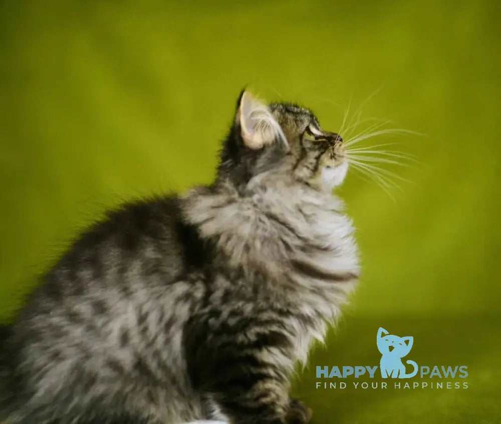 Ponchik Siberian male black spotted tabby with white live animals