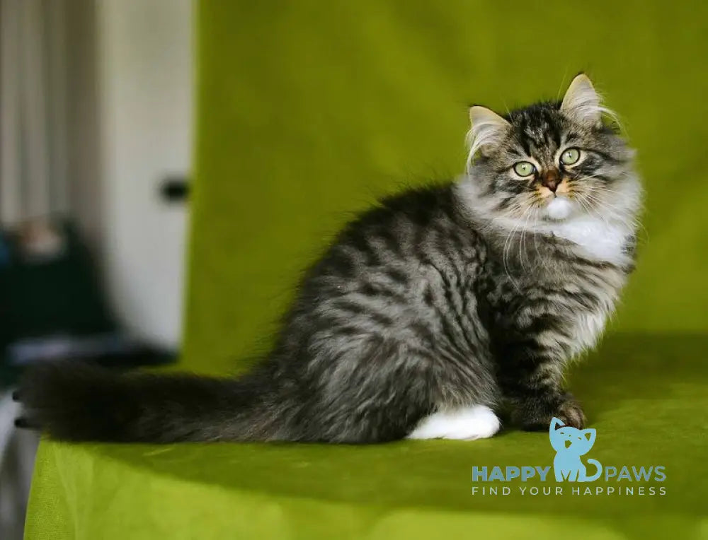 Ponchik Siberian male black spotted tabby with white live animals