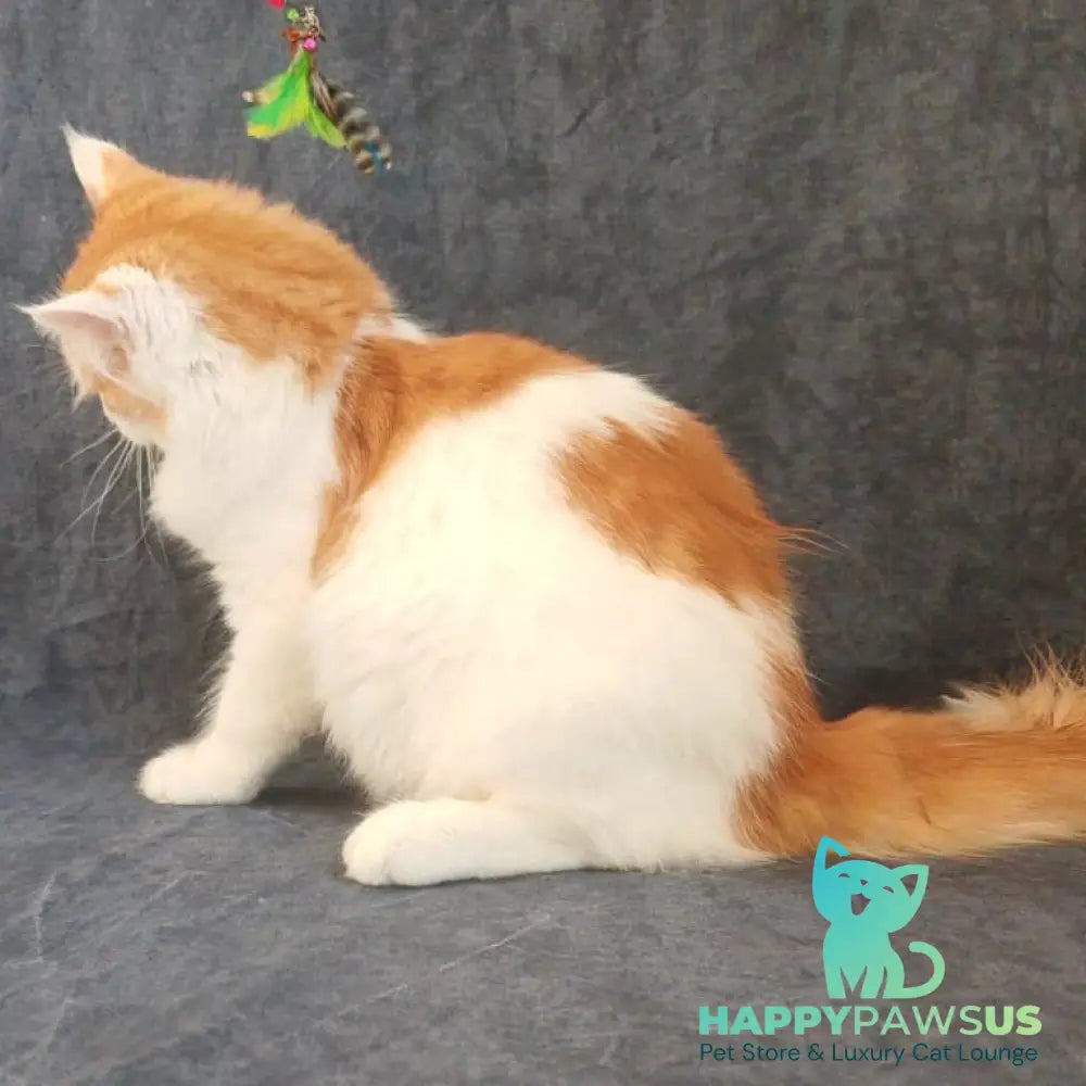 Ponchik Siberian male red harlequin spotted tabby - live animals