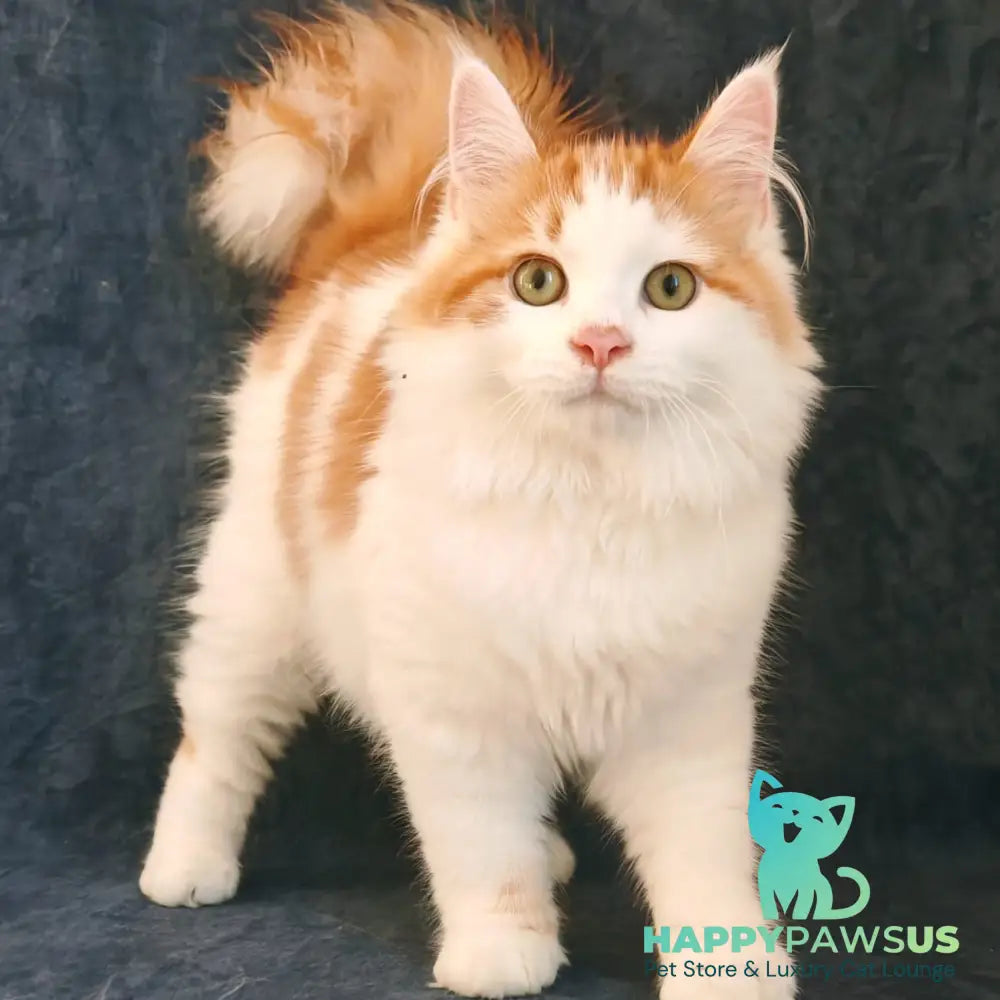 Ponchik Siberian male red harlequin spotted tabby - live animals