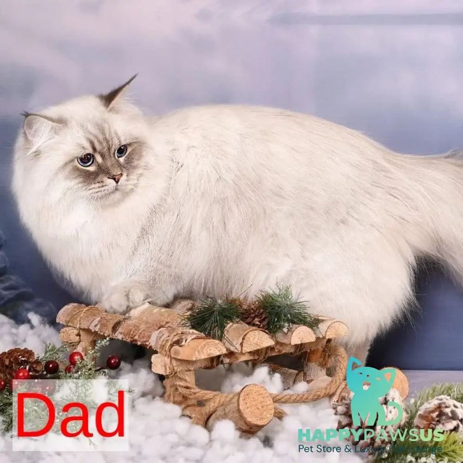 Ponchik Siberian male red harlequin spotted tabby - live animals