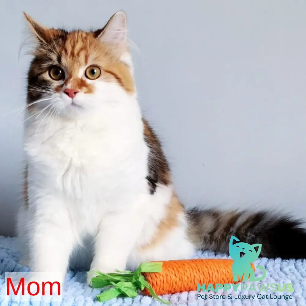 Ponchik Siberian male red harlequin spotted tabby - live animals