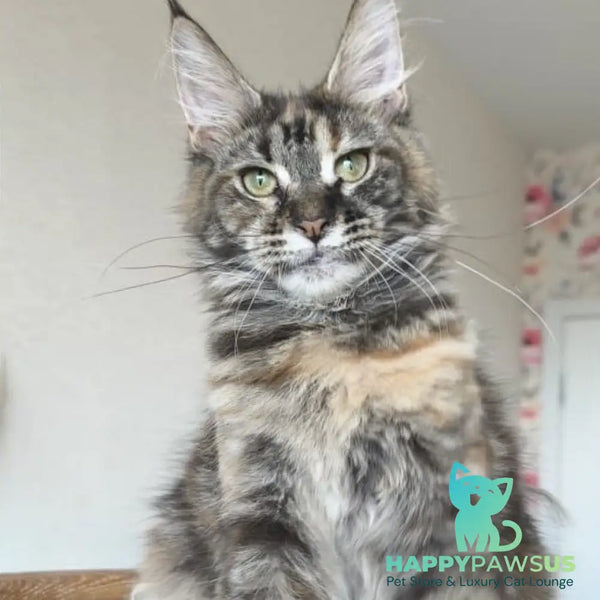 Ponka Maine Coon female black tortie tabby - live animals