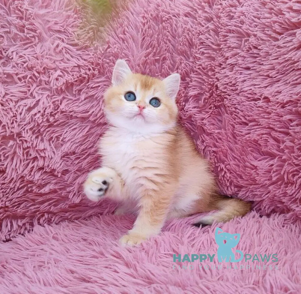 Ponni British Shorthair male black golden chinchilla live animals