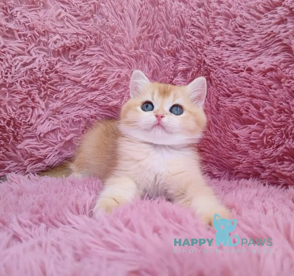 Ponni British Shorthair male black golden chinchilla live animals