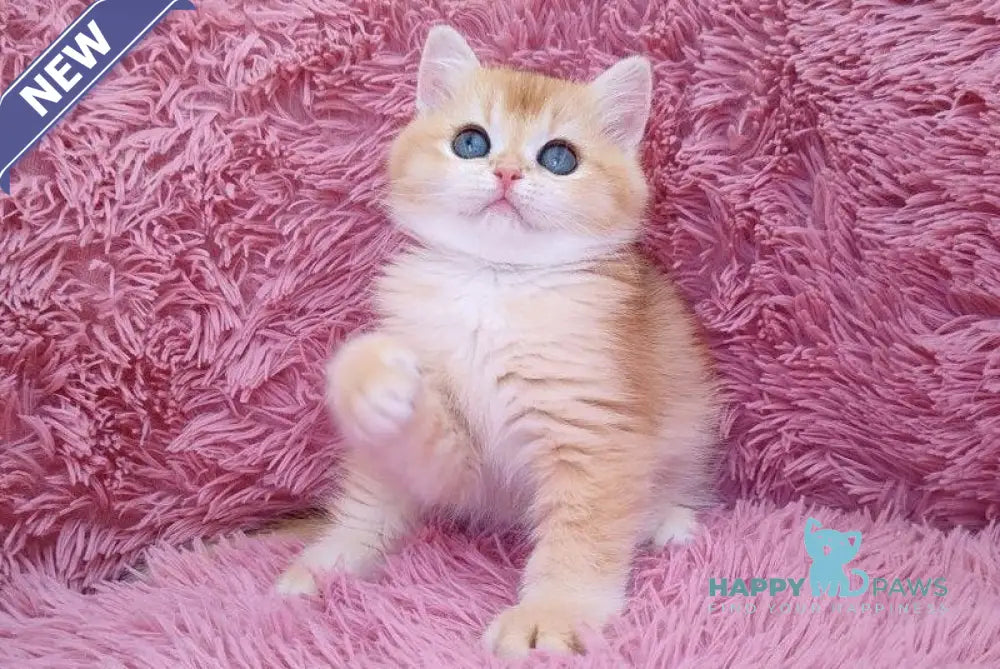 Ponni British Shorthair male black golden chinchilla live animals